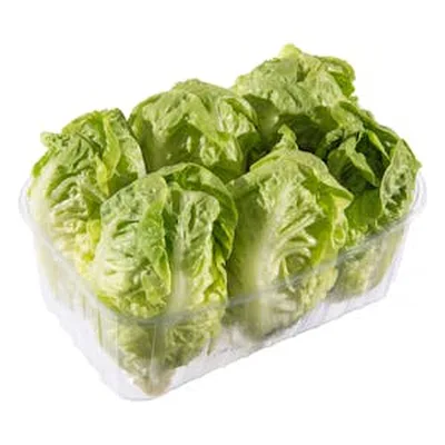 Lechuga Escarola Verde